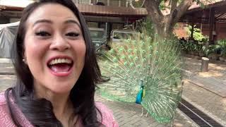 Z VLOG - Menarik Perhatian Dari Pasangan