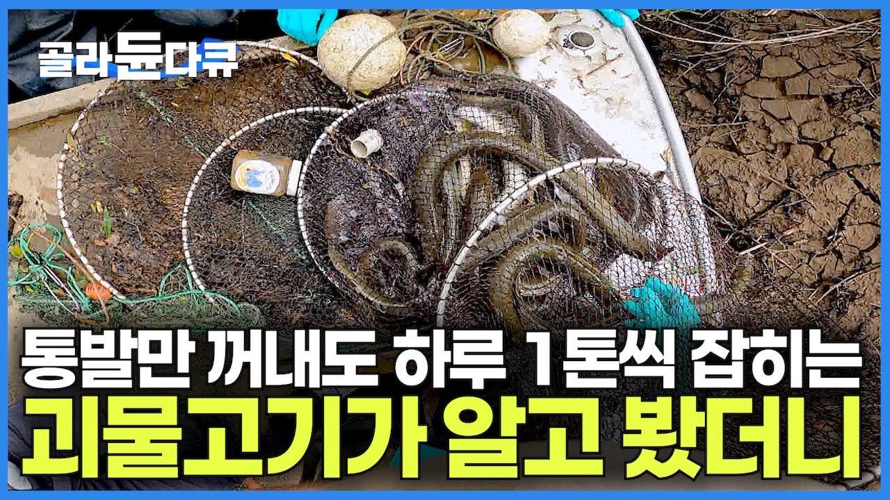 한국에서는 특대 사이즈가 이 나라에서는 방생 치어? 전 세계에서 유일하게 잡히는 초대형 장어의 정체｜통발로 하루 1톤 씩 잡는데 ...