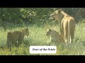The Lion Pride The Lion Pride