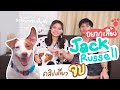 อย่าซื้อ!! หมาพันธุ์ Jack Russell ถ้ายังไม่ดูคลิปนี้ - ดื้อซน|ชอบกิน|บ้าพลัง|แจ็ครัสเซลล์เทอร์เรีย