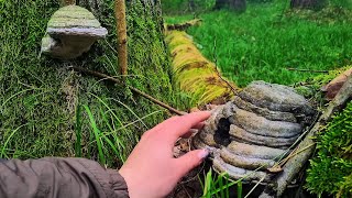 Relaxing Forest ASMR 🌿 Mushrooms &amp; Mossy Woods | Touching Experience