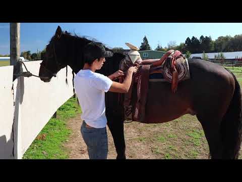 Video: Cómo Ensillar Un Caballo