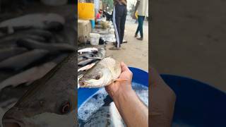 😱 ए कैसा मछली है 😱#fish #fishing #short #fishshorts #fishvideo #amazingfacts #amezingshort #shorts