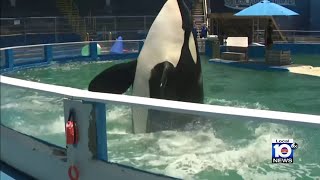 Lolita the orca set to be cremated then brought back home Pacific Northwest, sources say