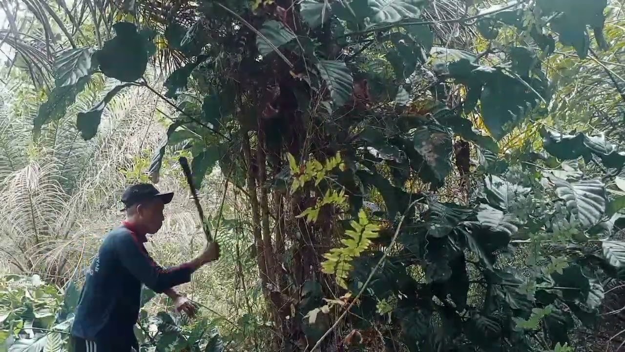 Menggunakan Parang Babat Cocok Untuk Babat Belukar!