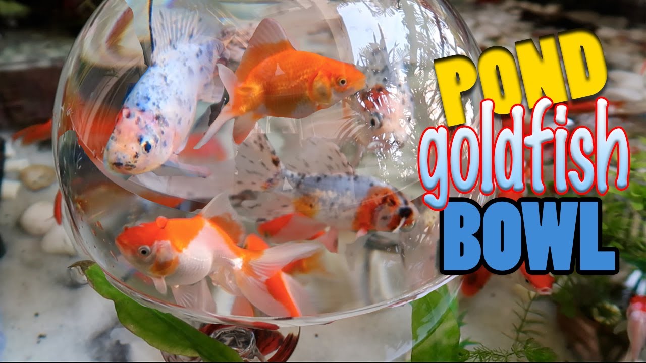 Funny Goldfish Fishing in a Fish Bowl