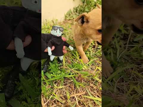 Video: Dog Lover agrega un toque de magia a las fotografías de sus perros