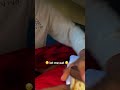WHO MADE THIS Funny Relatable 2025 Comedy Fypシ Viral 2025shorts Gothur Comedyfilms 2026 WHO MADE THIS Funny Relatable 2025 Comedy Fypシ Viral 2025shorts Gothur Comedyfilms 2026