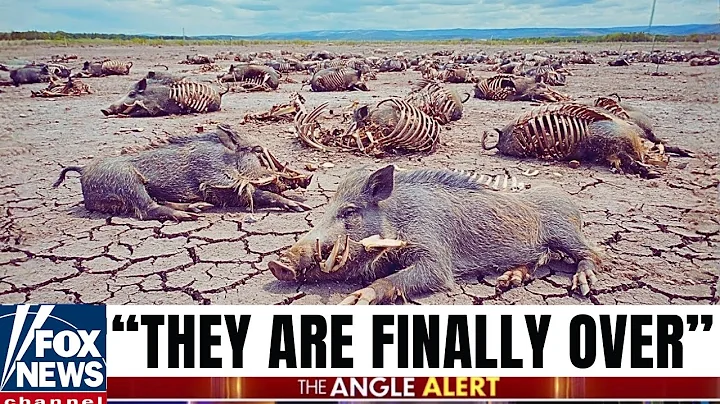 Footage From Texas’s Wild Hog Eradication Reveals INSANE Aftermath Nobody Expected