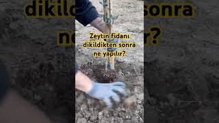 Zeytin Fidanı Dikildikten Sonra Ne Yapılır Übre