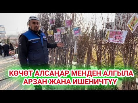 Video: Көчөт чөйчөгүн кантип жасоо керек?