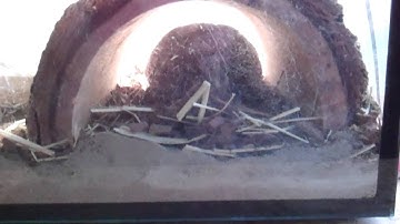 Tortoise Hibernation Talk