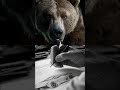 The Animal-Car Evolution