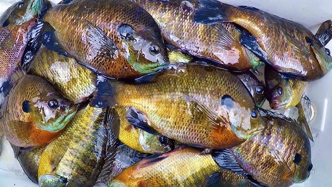 Bluegill Fishing Tips - How To Locate And Catch Big Bluegill (In 2019) 