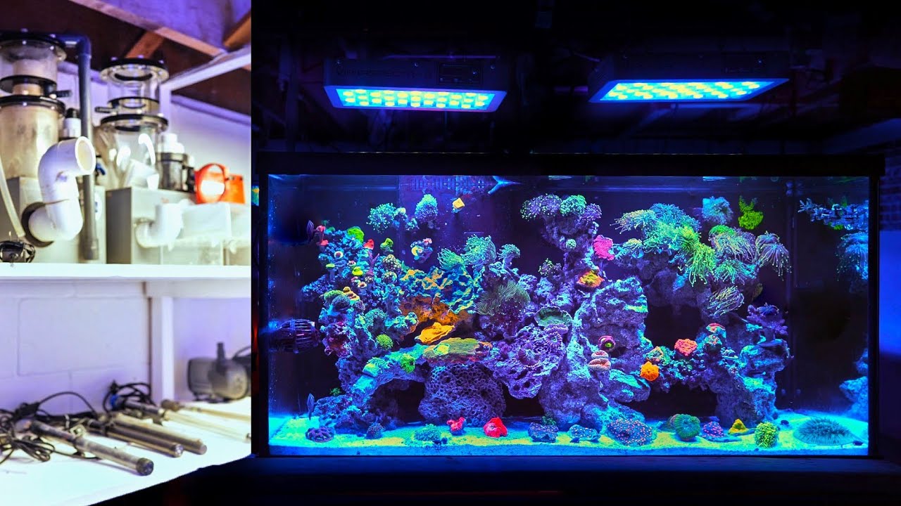 From Nothing to Coral Farm on a Budget | Affordable Reefing 101