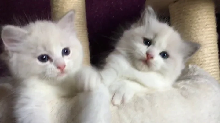 Video 1106961: blue lynx bicolour