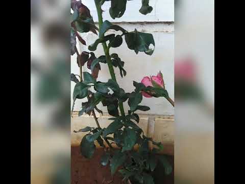 S. Kamalapriya/2018 Batch Horticulture/ Agri Experiment Demonstration