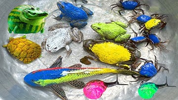 Kem Ốc và cua Chanel lái công nông chở con cua, cua, sên, con ếch, globo, rùa màu sắc, rồng nam mĩ.