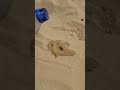 Beach lifehack condsty