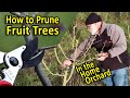 Pruning Fruit Trees in the Home Orchard | A step by step video guide