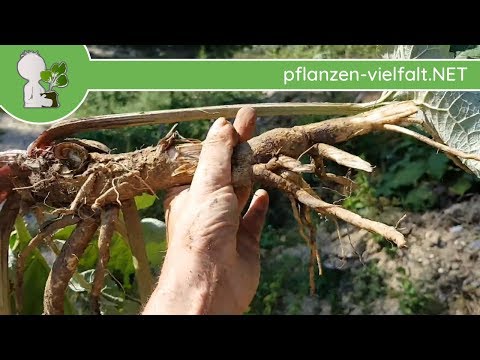 Video: Birkenwurzelsystem (10 Fotos): Welche Art Von Wurzelsystem Und Wie Beeinflusst Es Das Pflanzen? Wurzelmerkmale, Birkenwachstum