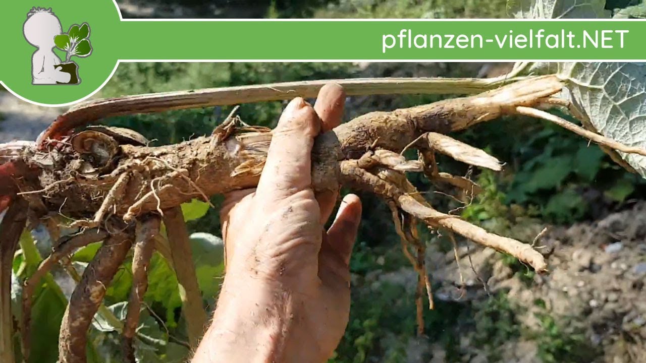 Frische Burdock Wurzeln Auf Weißem Hintergrund Stockfoto Und Mehr
