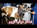 اسعار العجول البقري القنية اليوم سوق دمنهور للموشي السوق اليوم 2025 6 15 اسعار العجول البقري القنية اليوم سوق دمنهور للموشي السوق اليوم 2025 6 15