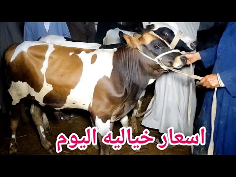 اسعار العجول البقري القنية اليوم سوق دمنهور للموشي السوق اليوم   