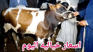 اسعار العجول البقري القنية اليوم (سوق دمنهور للموشي) السوق اليوم 2025/6/15