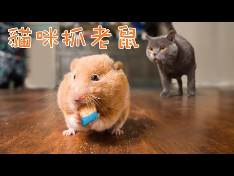 湯姆與傑利真「貓」版！捉鼠需要技巧啊！ | Aaron與小寵物