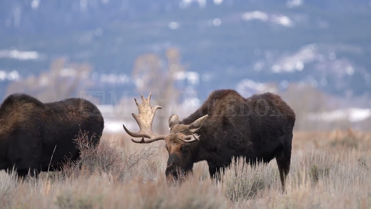 Stock Video - Two Bull Moose grazing together viewing broken antler on one