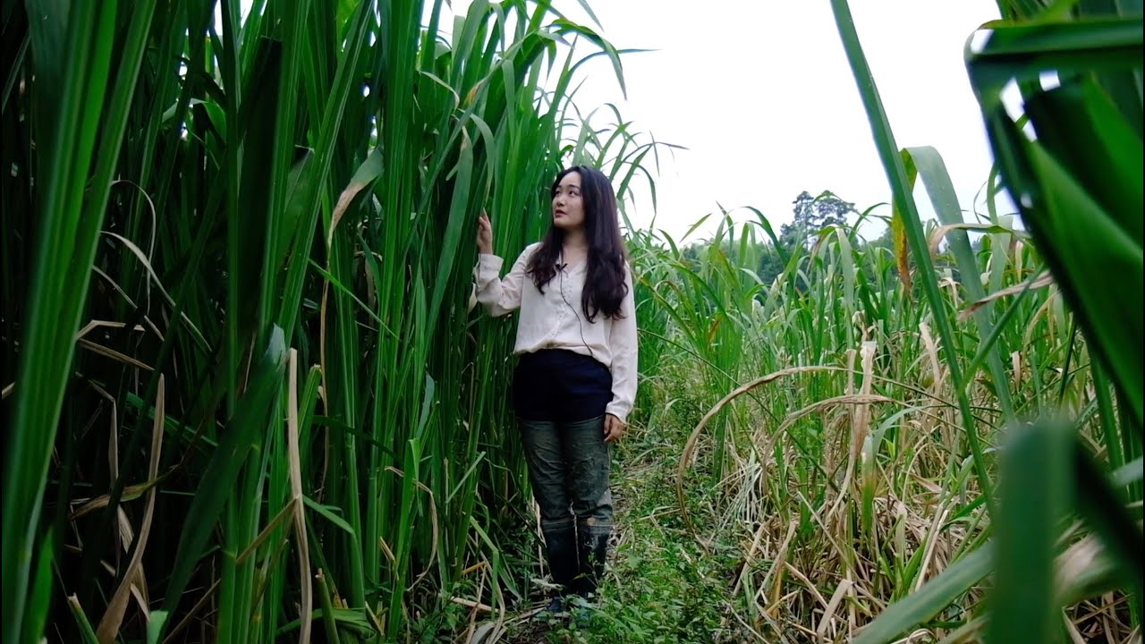 Live Water bamboo shoots an ingredient for good life in remote