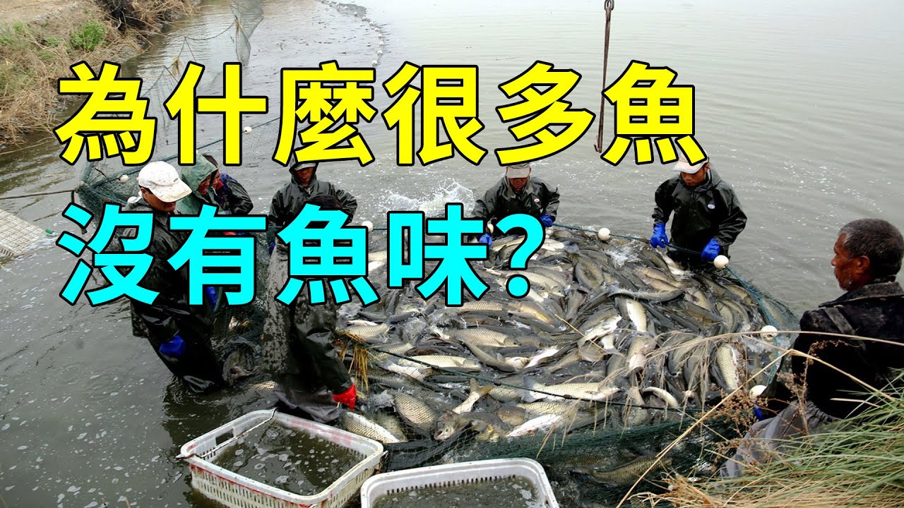 探索草魚的秘密,它們是如何繁衍生息的? - YouTube