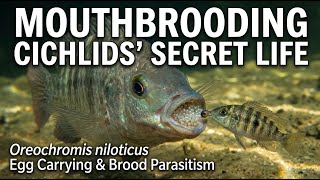 Download Lagu Mouthbrooding Cichlids: Nile Tilapia Egg Carrying Behavior Download Lagu Mouthbrooding Cichlids: Nile Tilapia Egg Carrying Behavior