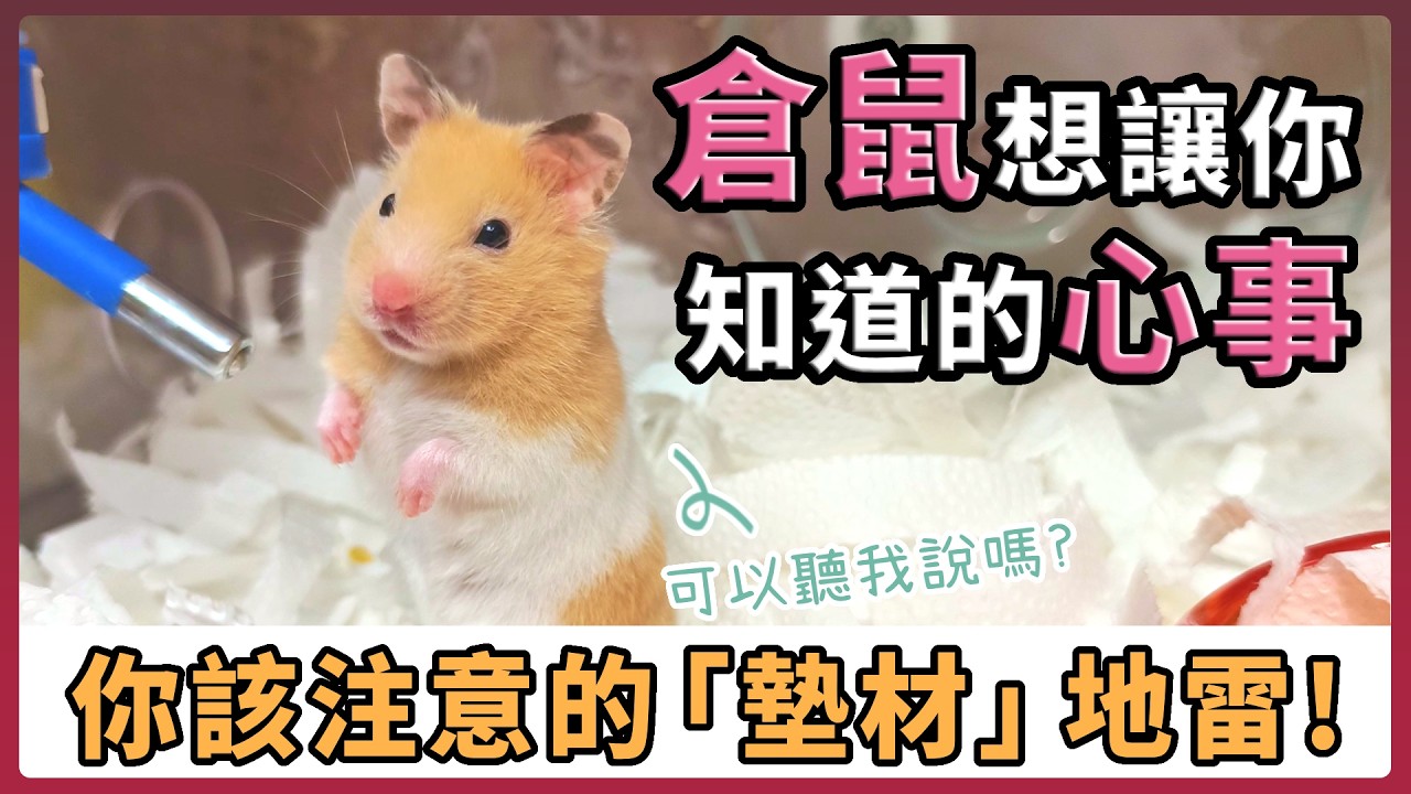倉鼠想讓你知道的心事！ 關於墊材這件事~如何給倉鼠滿滿的安全感？要小心別踩這些地雷！【不踩雷養鼠攻略】