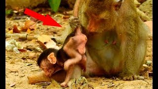 FIRST TIME ... SUPRISE !! Mom Toma clean pooop of baby Tobais when see baby release it out.