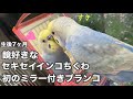 #31 【生後7ヶ月】ミラー付きブランコに興奮のセキセイインコちくわ