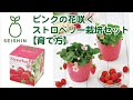 ピンクの花咲くストロベリー栽培セットの始め方