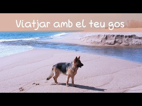 Vídeo: Viatjar amb el teu gos de vacances