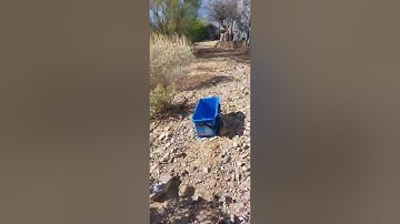 Life of an Arizona window washer (javelina encounter)
