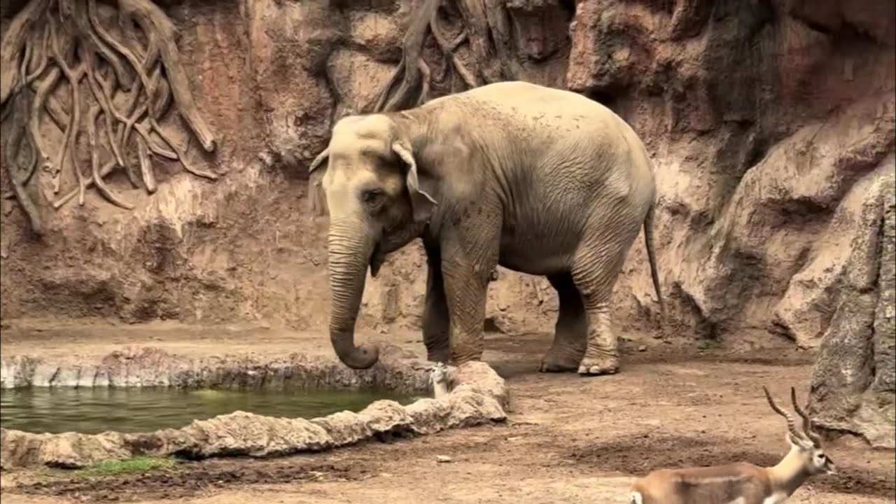 Hero elephant saves baby antelope trapped in lake at Guatemala zoo
