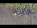 Black Necked Stilt