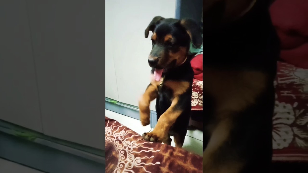 Itna Bada Naam Kiska Hota Hai cute rottweiler funny comedy Itna Bada Naam Kiska Hota Hai cute rottweiler funny comedy