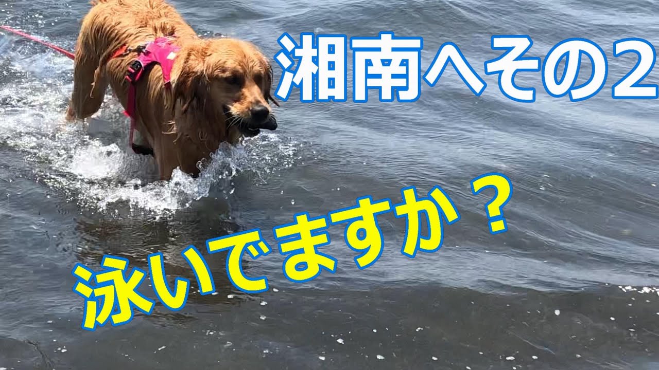 前回のの続き湘南にパート２は犬は波に立ち向かっていけるか 海で泳ぐ犬が可愛すぎる 面白いw ゴールデンレトリバー Youtube