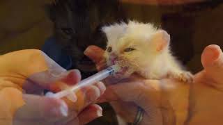 Kitten Season