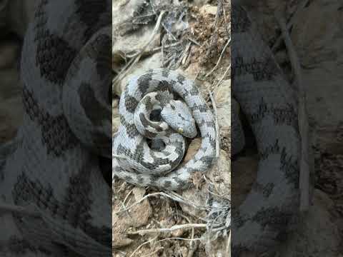 افعی برزه سنجابی