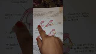 Pollination In Salvia