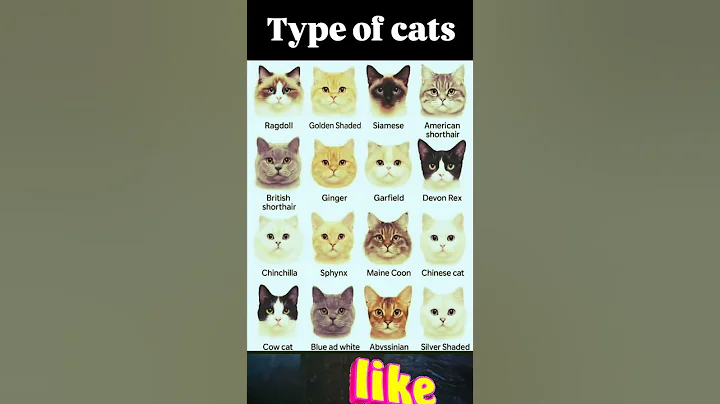 Video 11031691: sphynx cat, bengal cat, leopard spotted, maine coon, wild cat breeds, gentle giant cat, hairless