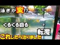 メダカの泳ぎ方が変！くるくる回る、転覆…これしたらなぜか治りました