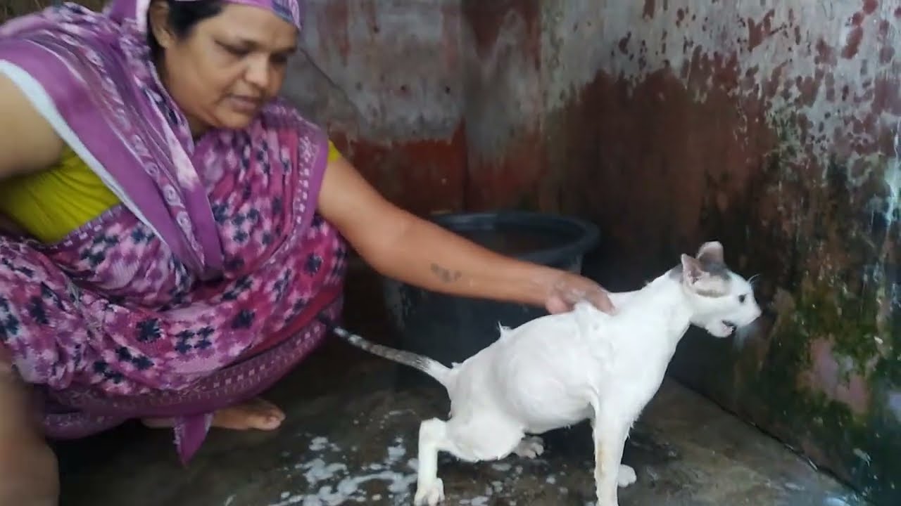 💙Angry cat bath video|| 😼😼😼|| funny cat videos